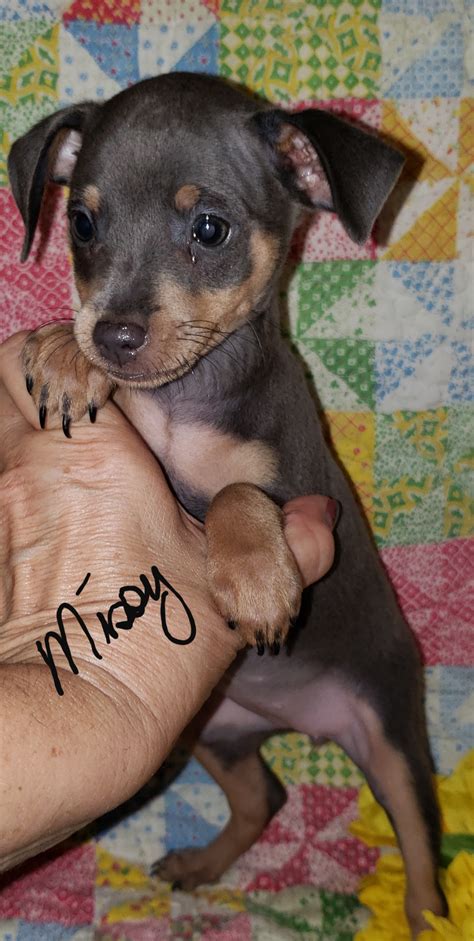 Miniature Pinscher Min Pin Puppies For Sale