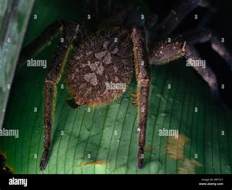 Infamous Spider Phoneutria Nigriventer Brazilian Wandering Spider