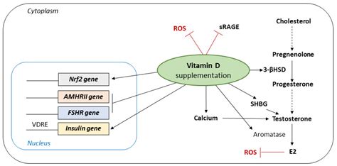 Jcm Free Full Text Pcos Physiopathology And Vitamin D Deficiency