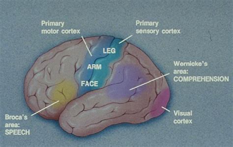 The Somatosensory Cortex Flashcards Quizlet