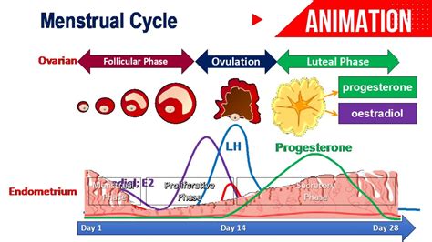 Menstrual Cycle Animation Ovarian Uterine Changes Hormonal