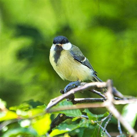 樹上大傾斜 雀形目鳥 一隻鳥 照片背景圖桌布圖片免費下載 Pngtree