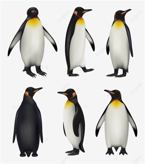 Gambar Penguin Raja Penguin Musim Dingin Antartika Alam Ilustrasi