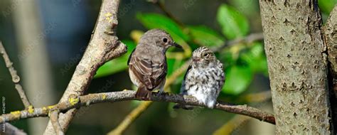 Grauschnäpper mit Jungvogel Spotted flycatcher with young bird