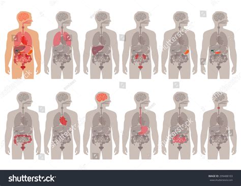 Vektor Stok Anatomi Tubuh Manusia Vektor Sistem Organ Tanpa Royalti
