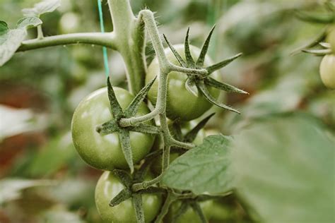 How To Plant Tomatoes PlantopiaHub Your Ultimate Destination For