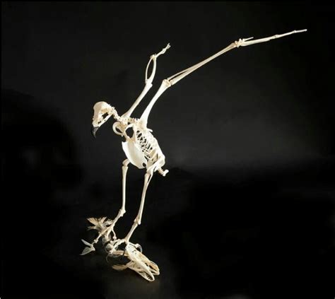 Hawk Skeleton | Animal Skeletons