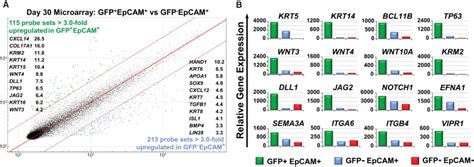 Microarray Analysis Of Foxn1 Gfp Thymic Epithelial Progenitor Cells