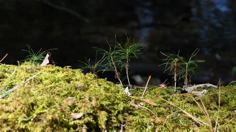 Identify Summer Wildflowers In Vermont Vermont Land Trust