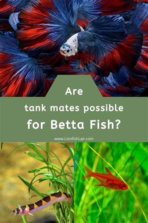 Two Different Types Of Betta Fish With Text That Reads Are Tank Mates