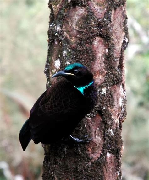 Most Terrifying Amazing Creatures On Earth Glorious Bird Of