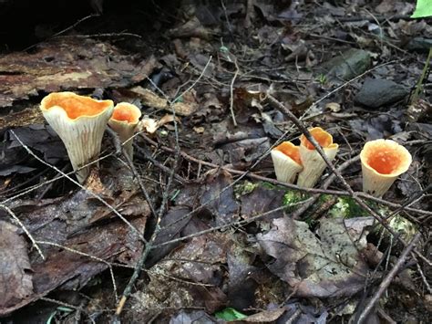 Mushroom Hunting | UPSTATE DISPATCH