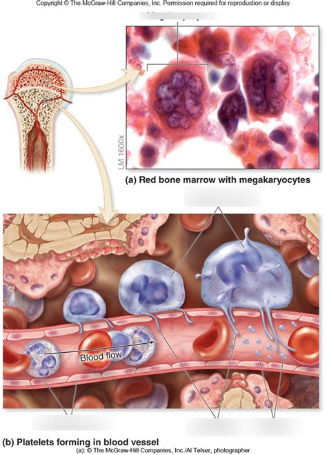 AP II Lab Practical Platelets Forming In Blood Vessel Diagram Quizlet