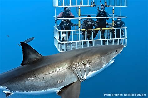 Shark Diving - Dive Discovery