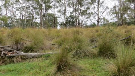 Mapping Bettong habitat at Tidbinbilla | Biodiversity Conservation