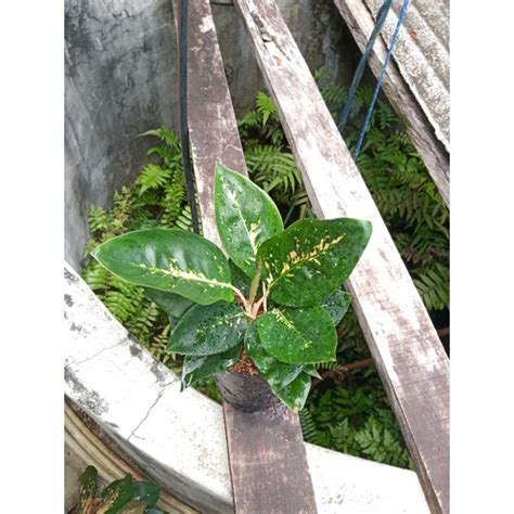 Jual Bunga Aglonema Kocin Batik Ukuran Besar Daun Rimbun 5 8 Helai