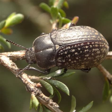 Darkling Beetle Project Noah