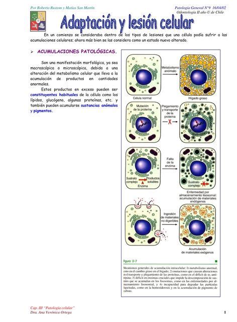 Adaptaci N Y Lesi N Celular Yudoc Org Udocz