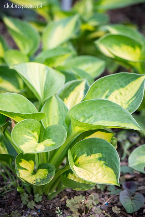 Szk Ka Bylin Dobrepole Hosta Pocketful Of Sunshine Funkia Ogrodowa