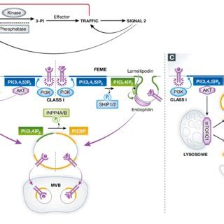 Mechanism For The Phosphor Regulation Of Stim Eb Interaction