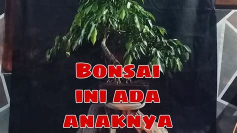 Bonsai Beringin Lokal Terbaik Di Alam Semesta YouTube