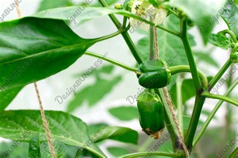 Small paprika growing in the greenhouse