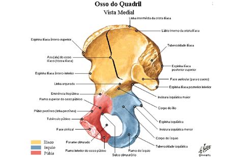 Osso Ilíaco Onde Fica