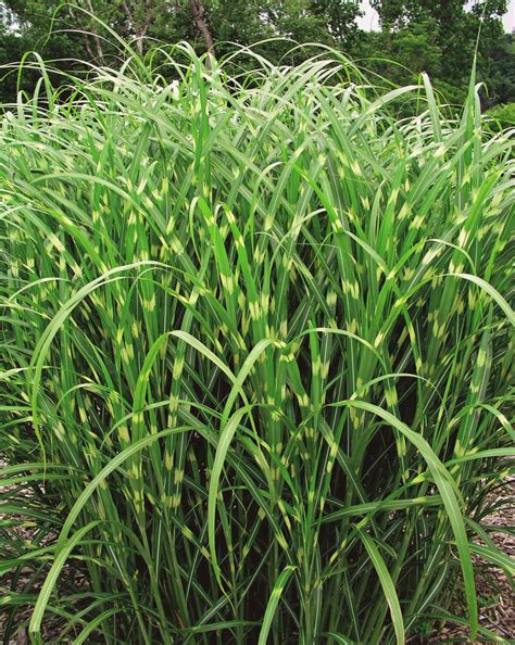 Miscanthus Zebrinus Zebra Grass Seedling Garden Seeds Market