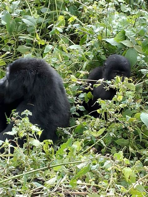 New Habituated Gorilla Groups In Bwindi Ready For Tracking