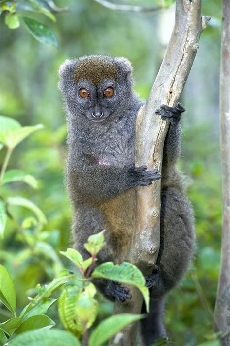 Gray Bamboo Lemur Photograph By Science Photo Library Fine Art America