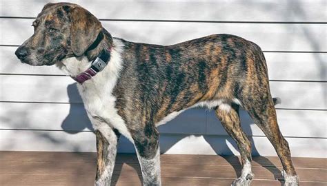 The Intelligent Plott Hound Everything You Need To Know Petmojo