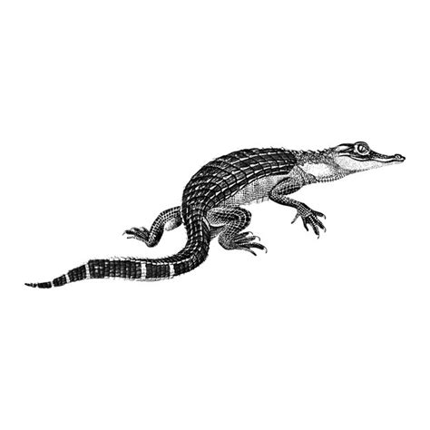 Alligator Silhouette Vector at Vectorified.com | Collection of ...