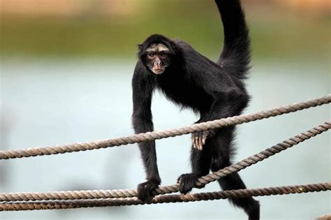 Conheça o Macaco Aranha da testa branca Prefeitura Municipal de Bauru