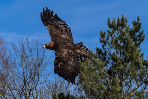 Guila De Oro Chrysaetos De Aquila Que Se Sientan En Una Rama Imagen