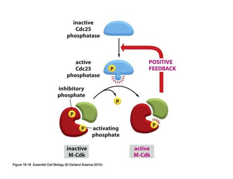 Cell Cycle Part Flashcards Quizlet