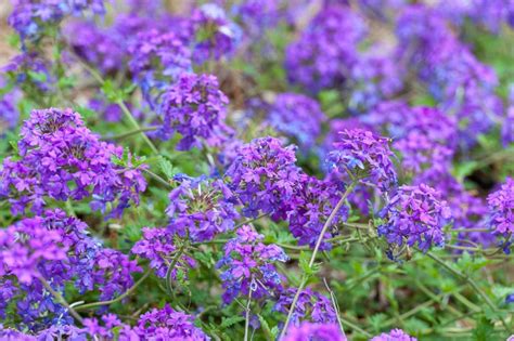 On Rock Wall Trailing Verbena