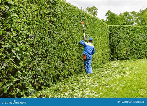 Man is Cutting Trees in the Park. Professional Gardener in a Uniform ...