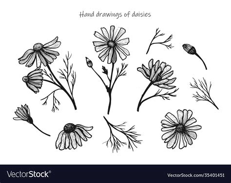 Hand drawing daisies set drawings Royalty Free Vector Image