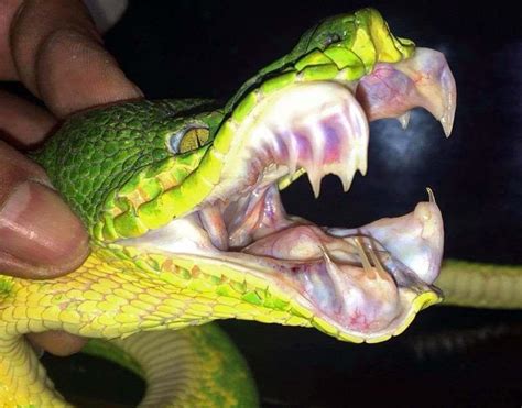 Emerald Tree Boa Facts, Behavior, Diet, and Images