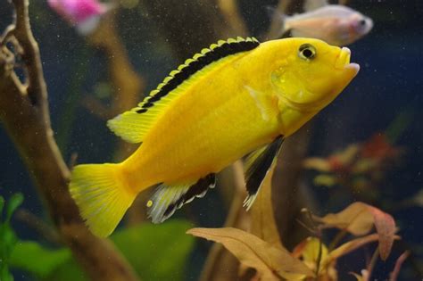 Yellow Lab Cichlid Care: Size, Tank Mates, Diet & Setup