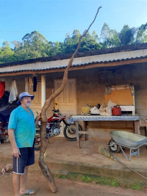 A Gazeta Mandioca quase 4 metros é colhida no interior de Rio Bananal