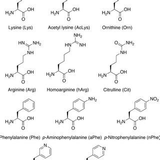 Natural And Unnatural Amino Acids Used In P1 P2 And P3 Mutant