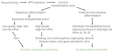 Cervical Cancer Concise Medical Knowledge