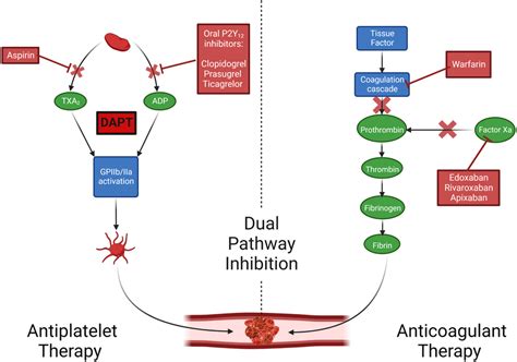 Mechanisms Of Action Of Oral Antithrombotics Created With