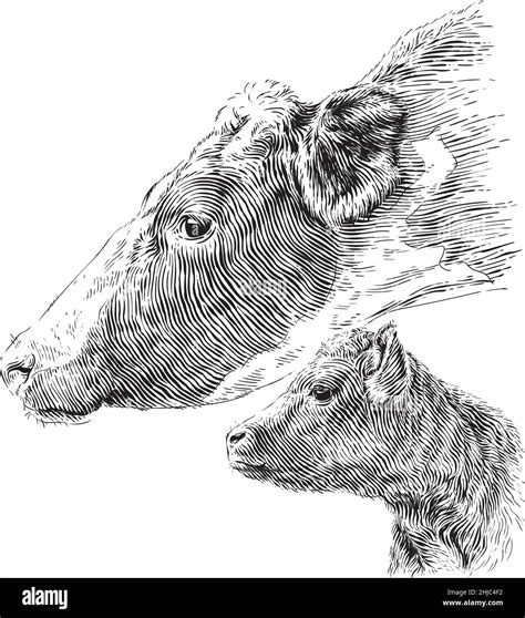 head cow and calf hand drawing sketch engraving illustration style Stock Vector Image & Art - Alamy