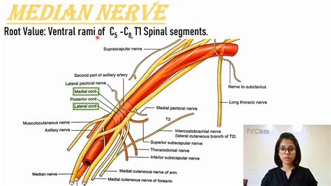 Median Nerve Anatomy