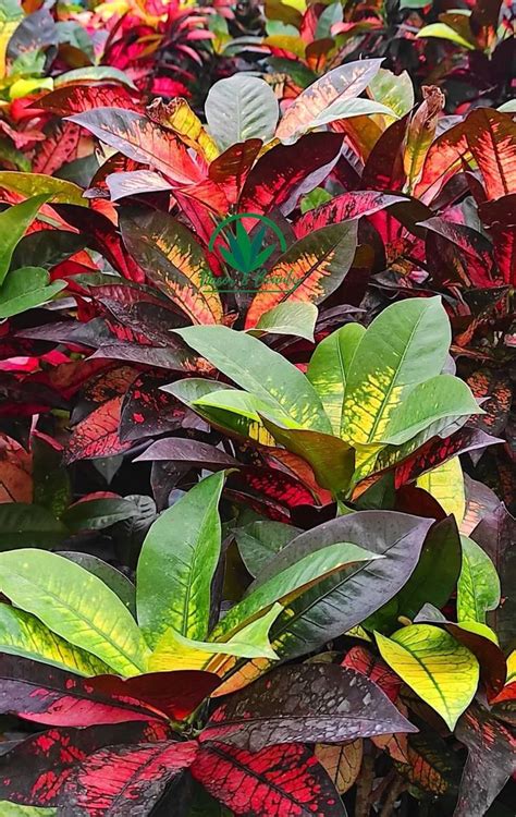 Croton Iceton Is A Stunningly Beautiful Foliage Plant With Fantastic