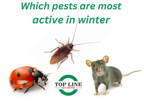 Most Active Winter Pests And How To Control Them Top Line Pest Control