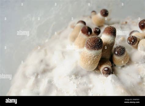 Micro Growing Of Psilocybe Cubensis Mushrooms On White Background