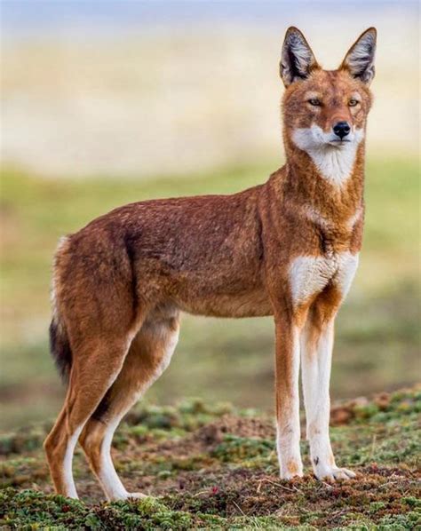 🔥 The Ethiopian Wolf, a mix of Coyote, Fox, and Wolf : r/NatureIsFuckingLit